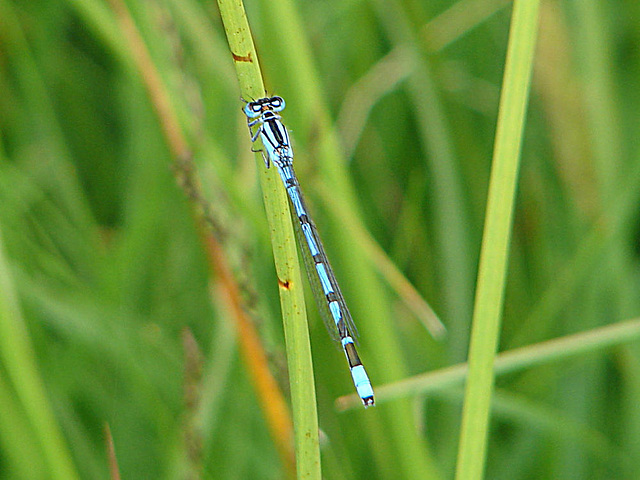 20090625 04068DSCw [D~MI] Becher-Azurjungfer (Enallagma cyathigerum), Großes Torfmoor, Hille