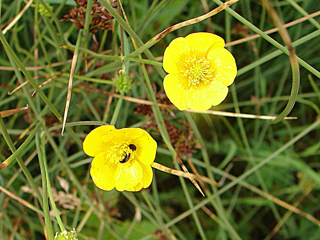 20090625 04080aw Käfer Blume