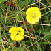 20090625 04080DSCw [D~MI] Blütenfresser (Byturus ochraceus), Scharfer Hahnenfuß (Ranunculus acris agg), Großes Torfmoor, Hille