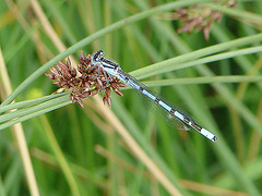 20090625 04087DSCw [D~MI] Schlanklibelle (Enallagma cyathigerum), Großes Torfmoor, Hille