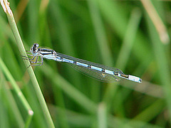 20090625 04095DSCw [D~MI] Schlanklibelle (Enallagma cyathigerum), Großes Torfmoor, Hille