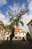 Kloster Marienthal | Baum