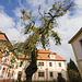 Kloster Marienthal | Baum