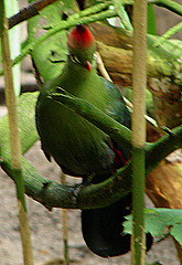 20060901 0661DSCw [D-DU] Rothaubenturako (Tauraco erythrolophus), Zoo Duisburg