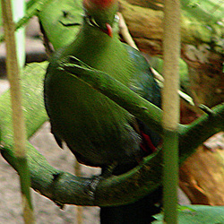 20060901 0661DSCw [D-DU] Rothaubenturako (Tauraco erythrolophus), Zoo Duisburg