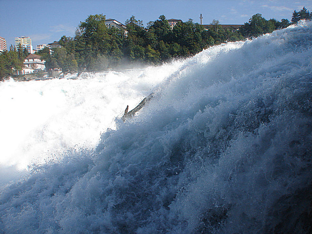 20050925 337DSCw [R~CH] Schaffhausen: Rheinfall