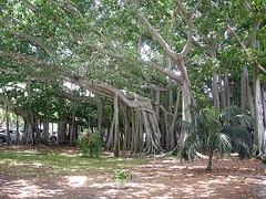 Banyan Tree