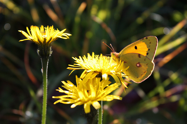 Schmetterling im Herbstlicht