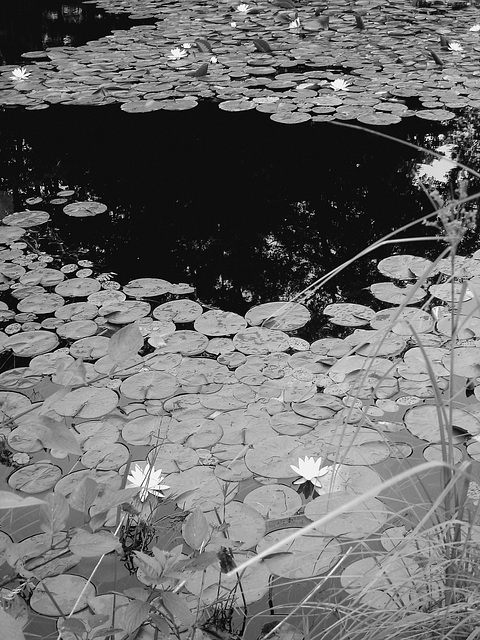 Half moon state park. Sur la 4 près de la 30 nord. Vermont, USA /  États-Unis -   26 juillet  2009 - N & B