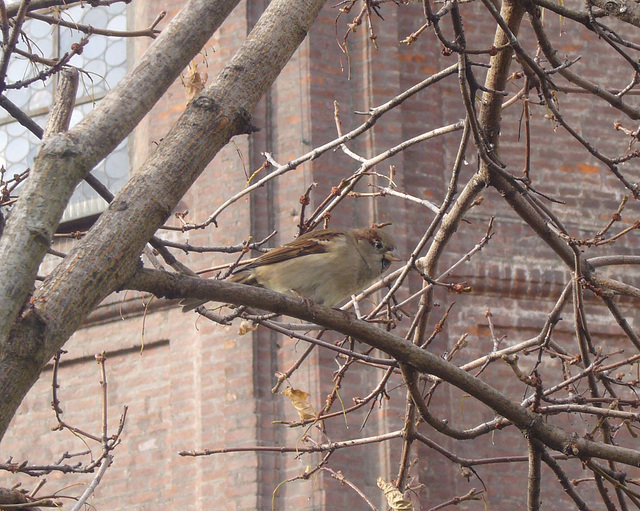 Spatz