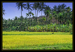 dog in yellow field