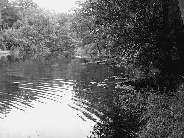 Half moon state park. Sur la 4 près de la 30 nord. Vermont, USA /  États-Unis -   26 juillet  2009 -  N & B