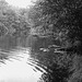 Half moon state park. Sur la 4 près de la 30 nord. Vermont, USA /  États-Unis -   26 juillet  2009 -  N & B