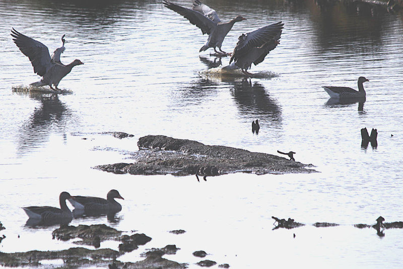 20091008 0953Tw [D~MI] Graugänse (Anser anser), Großes Torfmoor, Hille