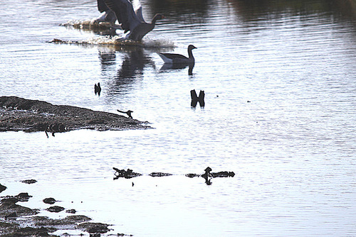 20091008 0954Tw [D~MI] Graugänse (Anser anser), Großes Torfmoor, Hille