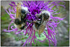 Zwei Hummeln (Bombus) auf einer Flockenblume (Centaurea scabiosa subsp. alpestris)
