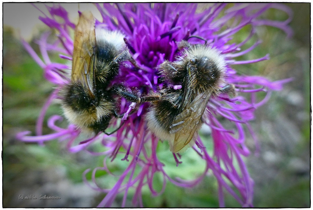 Zwei Hummeln (Bombus) auf einer Flockenblume (Centaurea scabiosa subsp. alpestris)