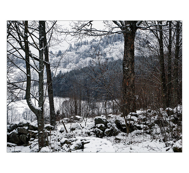 blanc : première neige dans les Vosges