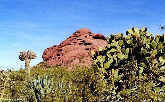 Cactus en tout genre