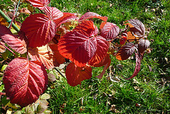 25.11.2009 Herbst im Garten