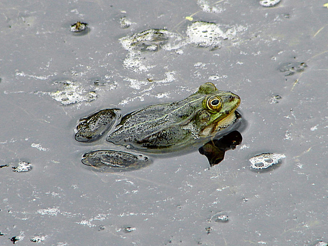 20090625 3908DSCw [D-MI] Wasserfrosch Rana esculenta), Großes Torfmoor, Hille