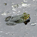 20090625 3908DSCw [D-MI] Wasserfrosch Rana esculenta), Großes Torfmoor, Hille