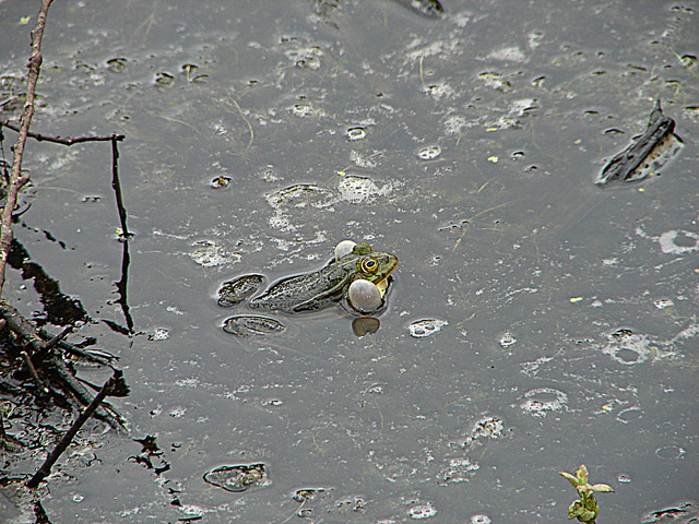 20090625 3909DSCw [D-MI] Wasserfrosch (Rana esculenta), Großes Torfmoor, Hille
