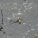 20090625 3909DSCw [D-MI] Wasserfrosch (Rana esculenta), Großes Torfmoor, Hille