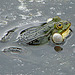 20090625 3910DSCw [D-MI] Wasserfrosch (Rana esculenta), Großes Torfmoor, Hille