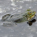 20090625 3911DSCw [D-MI] Wasserfrosch (Rana esculenta), Großes Torfmoor, Hille