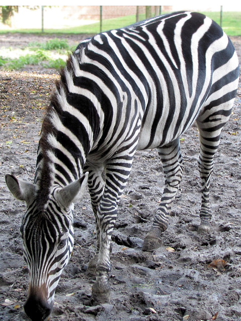 Zebra