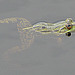20090625 3947DSCw [D-MI] Wasserfrosch (Rana esculenta), Großes Torfmoor, Hille