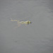 20090625 3948DSCw [D-MI] Wasserfrosch (Rana esculenta), Großes Torfmoor, Hille