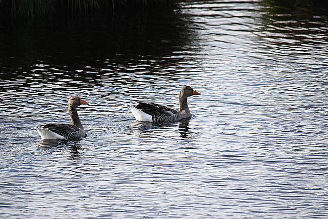 20091008 0971Tw [D~MI] Graugänse (Anser anser), Großes Torfmoor, Hille