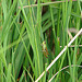 20090625 3949DSCw [D~MI] Feldheuschrecke (Omocestus viridulus), Großes Torfmoor, Hille