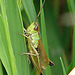 20090625 3958DSCw  [D~MI] Feldheuschrecke (Omocestus viridulus), Großes Torfmoor, Hille