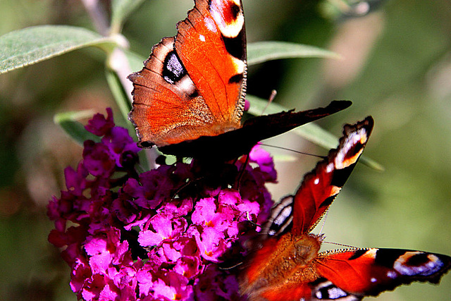 20090924 0787Aw Tagpfauenauge (Inachis io), Schmetterlingsstrauch (Buddleja davidii 'Royal Red'), Bad Salzuflen