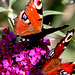 20090924 0787Aw Tagpfauenauge (Inachis io), Schmetterlingsstrauch (Buddleja davidii 'Royal Red'), Bad Salzuflen