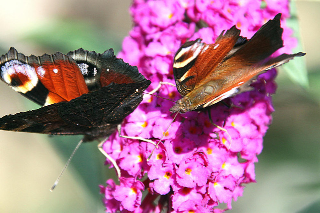 20090924 0789Aw [D~LIP] Tagpfauenauge (Inachis io), Schmetterlingsstrauch (Buddleja davidii 'Royal Red'), Bad Salzuflen