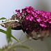 20090924 0790Aw [D~LIP] Tagpfauenauge (Inachis io), Schmetterlingsstrauch (Buddleja davidii 'Royal Red'),Bad Salzuflen