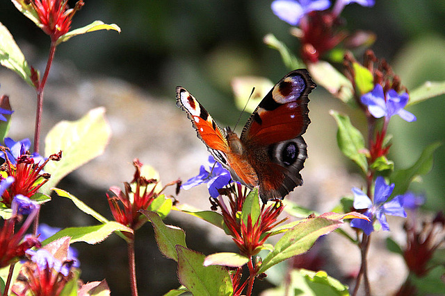 20090924 0792Aw [D~LIP] Tagpfauenauge (Inachis io), Bleiwurz (Ceratostigma plumbaginoides), Bad Salzuflen