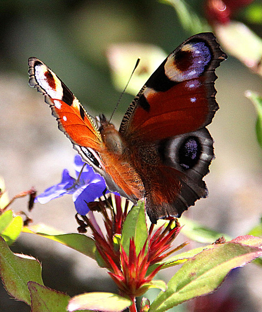 20090924 0792Aw [D~LIP] Tagpfauenauge Inachis io), Bleiwurz (Ceratostigma plumbaginoides), Bad Salzuflen