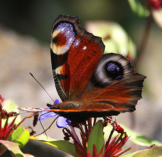 20090924 0794Aw [D~LIP] Tagpfauenauge (Inachis io), Bleiwurz (Ceratostigma plumbaginoides), Bad Salzuflen