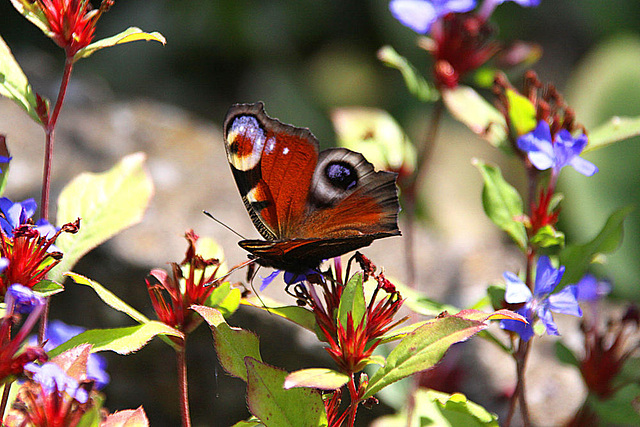 20090924 0796Aw [D~LIP] Tagpfauenauge (Inachis io), Bleiwurz (Ceratostigma plumbaginoides), Bad Salzuflen