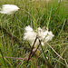 20090625 3959DSCw [D~MI] Scheidiges Wollgras (Eriophorum vaginatum), Großes Torfmoor, Hille