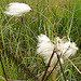 20090625 3960DSCw [D~MI] Scheidiges Wollgras (Eriophorum vaginatum), Großes Torfmoor, Hille