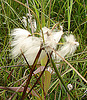20090625 3962DSCw [D~MI] Scheidiges Wollgras (Eriophorum vaginatum), Großes Torfmoor, Hille