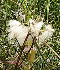 20090625 3962DSCw [D~MI] Schmalblättriges Wollgras (Eriophorum angustifolium), Großes Torfmoor, Hille