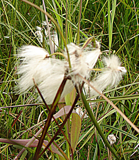 20090625 3962DSCw [D~MI] Scheidiges Wollgras (Eriophorum vaginatum), Großes Torfmoor, Hille