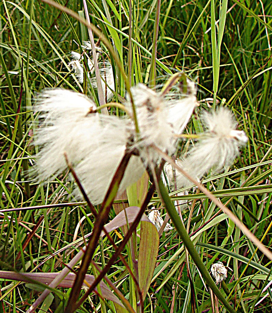 20090625 3962DSCw [D~MI] Schmalblättriges Wollgras (Eriophorum angustifolium), Großes Torfmoor, Hille